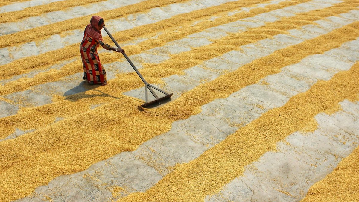 drying rice - food processing