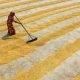 drying rice - food processing