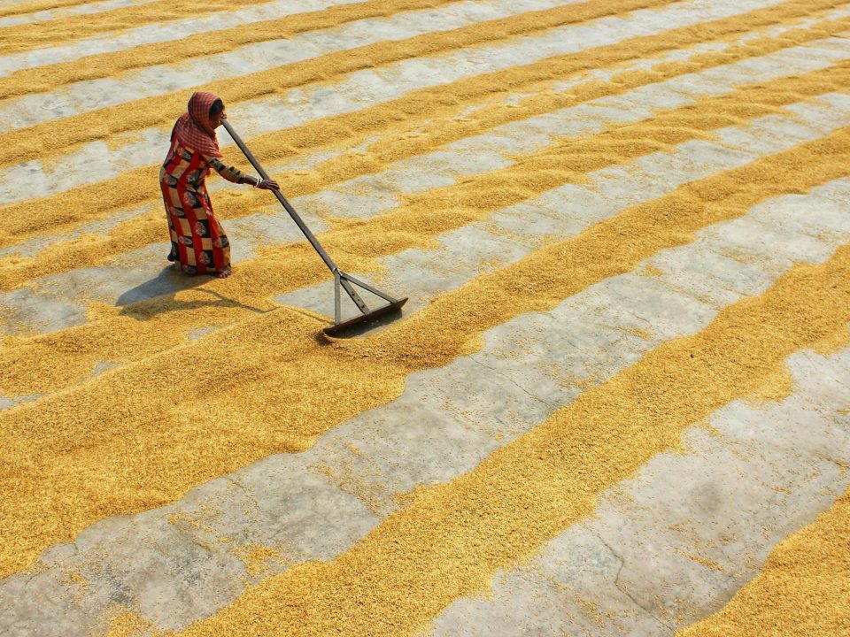 drying rice - food processing