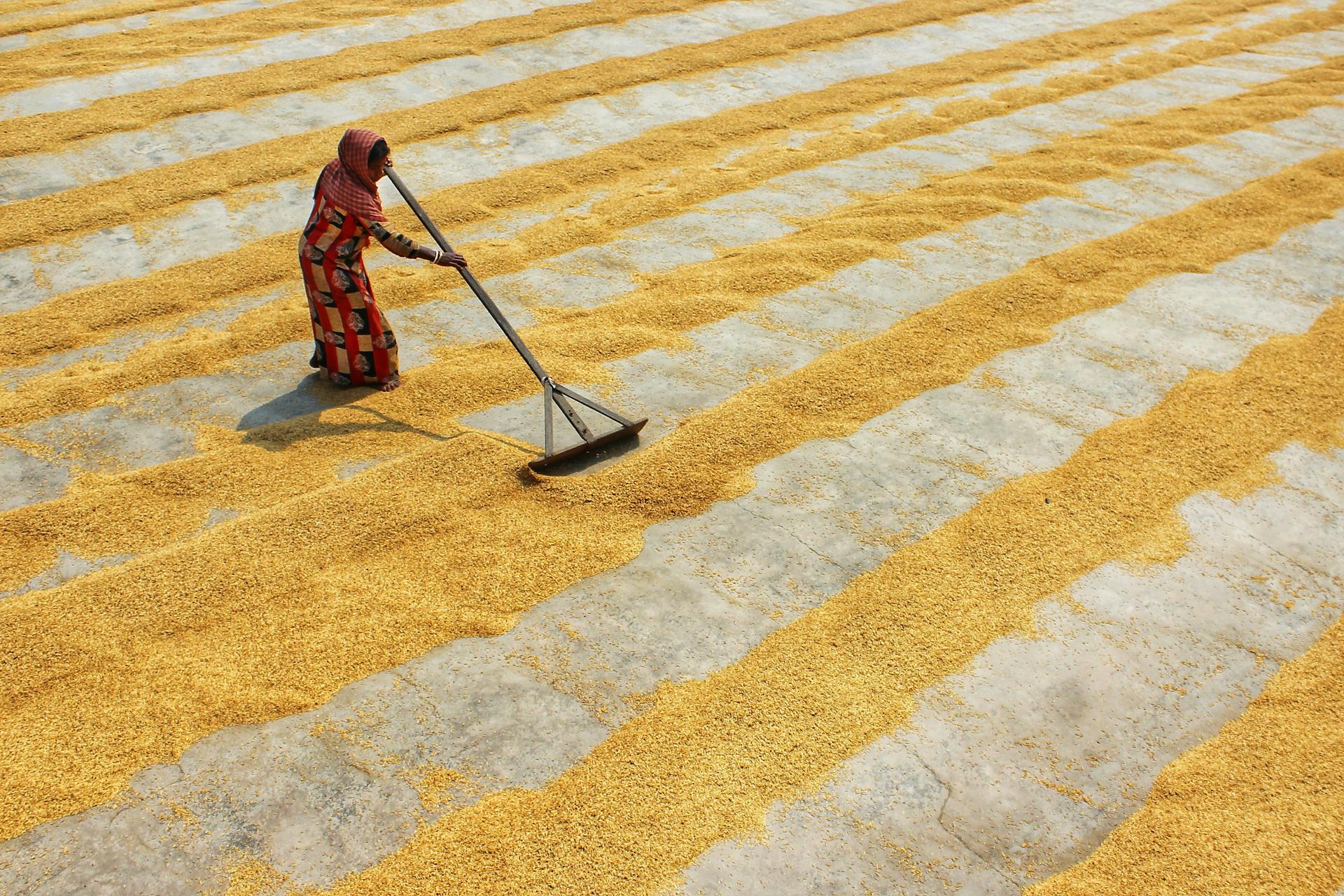 drying rice - food processing